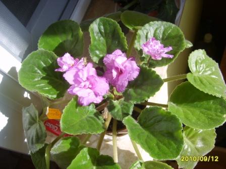 ЕК-Королева Бала22.JPG