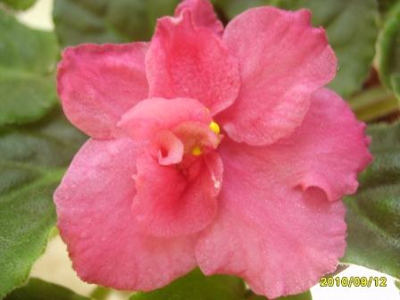 Aca`s Coral Lagoon2.JPG