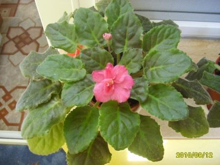 Aca`s Coral Lagoon-куст.JPG