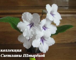 Cнега Килиманджаро.jpg