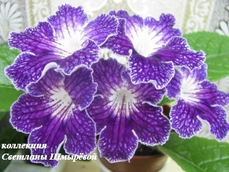 Franken Border Line.jpg