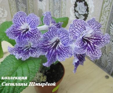 Морозные узоры.jpg