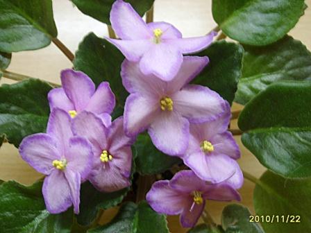 Hello Aglitter22JPG.JPG