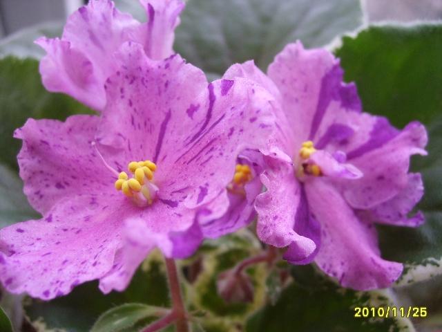 Копия баскей эврика3.JPG