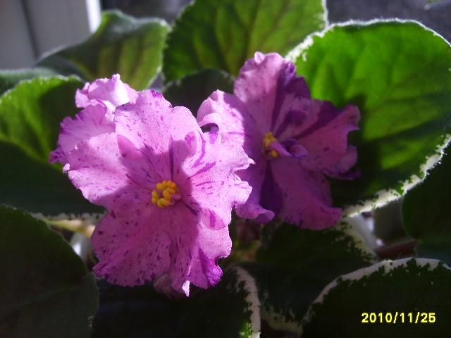 Копия buckeye eureka22.JPG