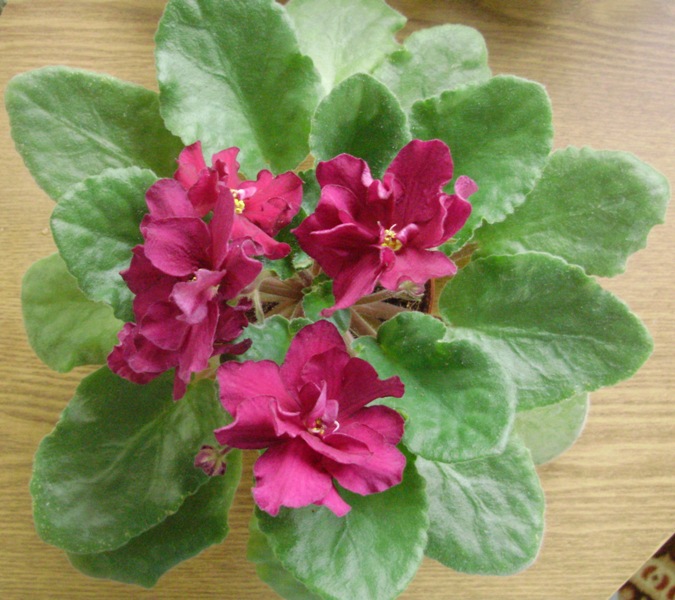 ЕК Бой Быков.JPG