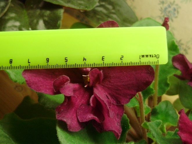 ЕК Бой.Б. с линейкой.JPG