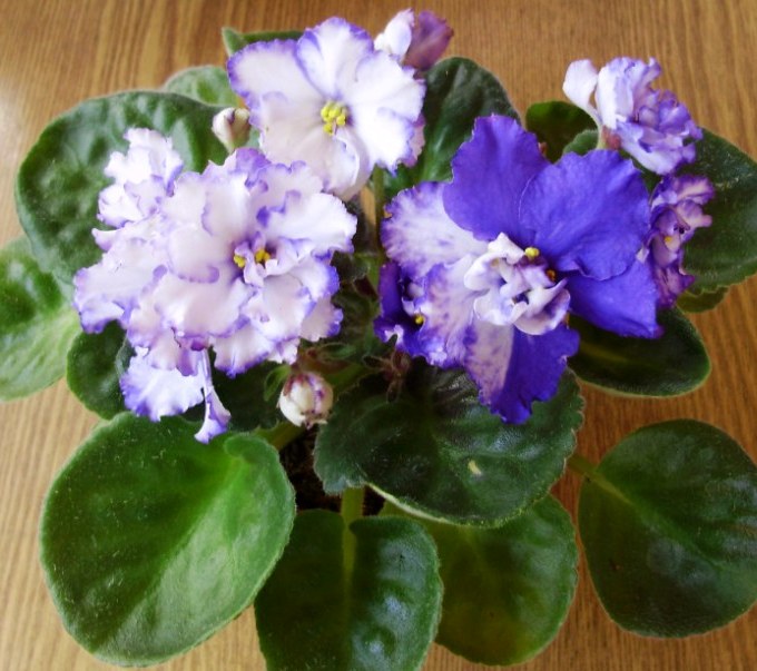 Арктик фрост.JPG