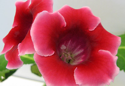 глоксиния из купленного клубня.jpg