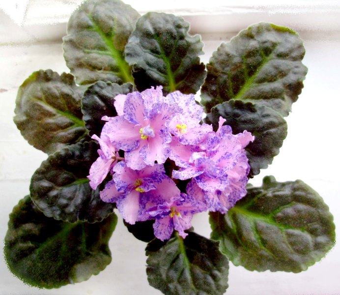 Pleuful spectrum sport.JPG