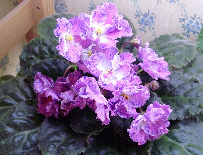 Pleyful spectrum.JPG