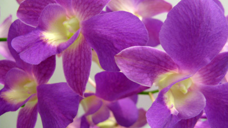 дендробиум сиреневый.jpg