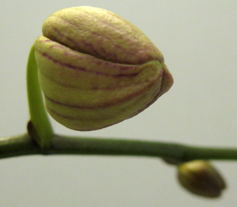 бутон фаленопсиса.jpg