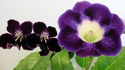 глоксиния с каемочкой.jpg