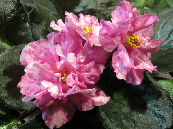 ЕК Розовый Мрамор.JPG