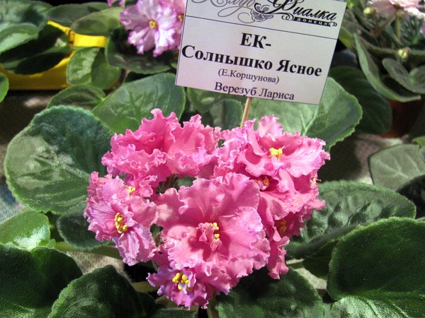 ЕК Солнышко Ясное.JPG