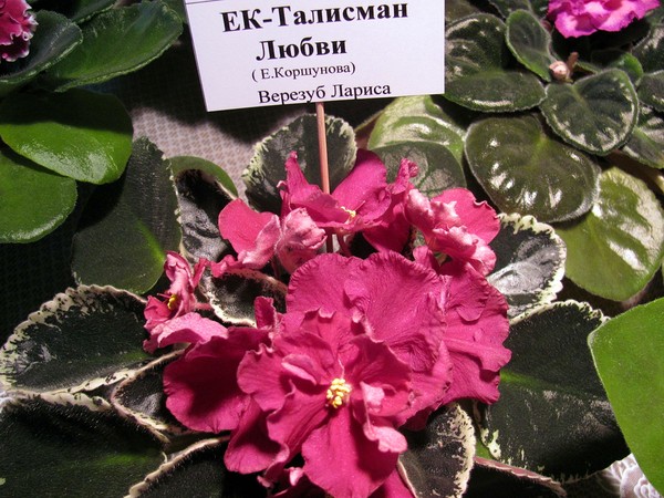 ЕК Талисман Любви.JPG