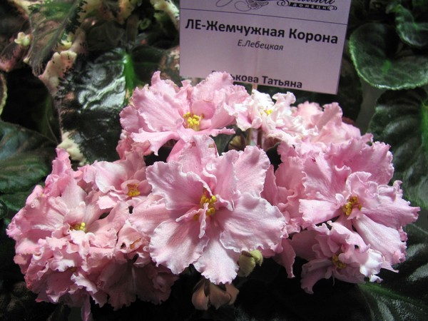 ЛЕ Жемчужная Корона.JPG