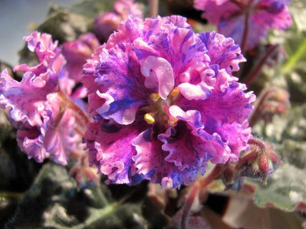 ЛЕ Лас-Вегас.JPG