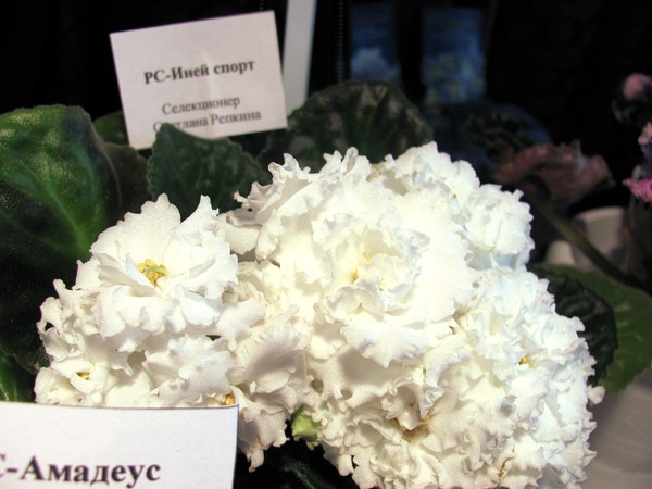 РС Иней спорт.JPG