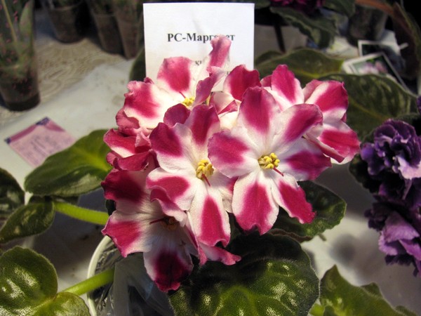 РС Маргарет.JPG