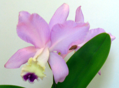 каттлея розовая.jpg