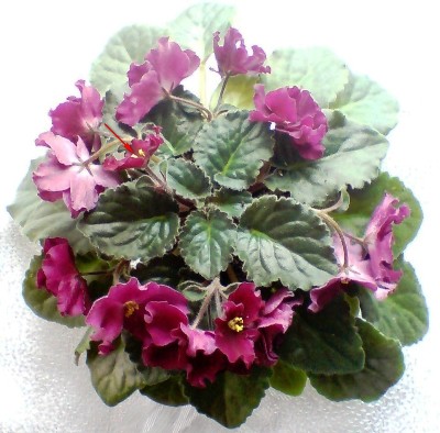 Цветущие (7).JPG