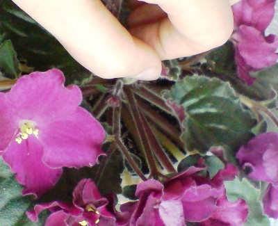 Цветущие (9).JPG