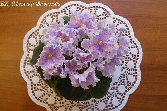 SAM_6770.JPGЕК Музыка Вивальди розетка 2.jpg