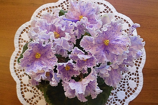 SAM_6772.JPGЕК Музыка Вивальди розетка.jpg