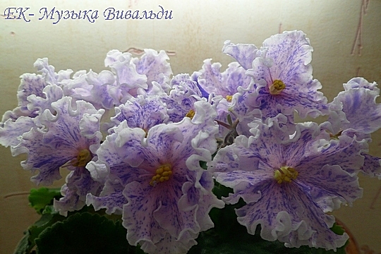 SAM_6783.JPGМузыка Вивальди цветы3.jpg