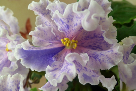 SAM_6786.JPGЕК Музыка Вивальди портрет.jpg