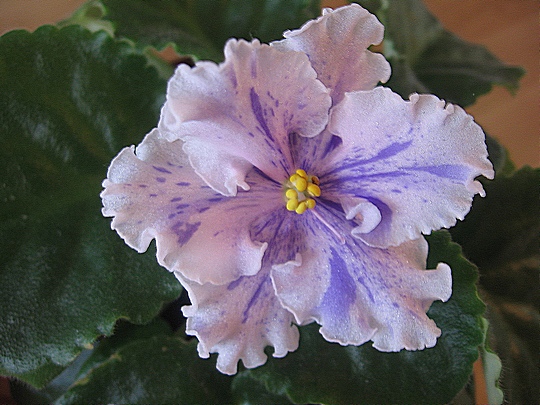 Изображение 199.jpg ЕК- Музыка Вивальди портрет.jpg