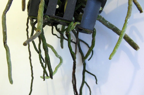 корни ванды.jpg