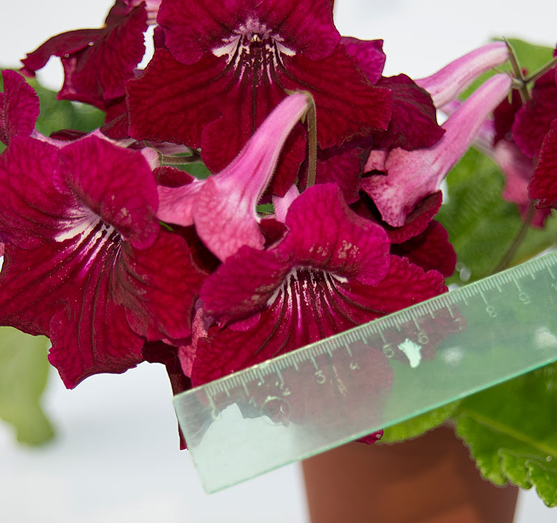 С линейкой на форум.jpg