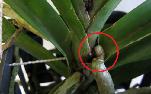 еще ванда.jpg