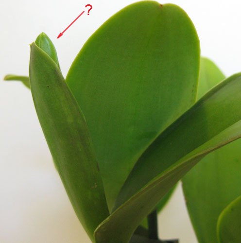 каттлея с ___.jpg