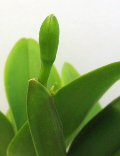 бутон каттлеи.jpg