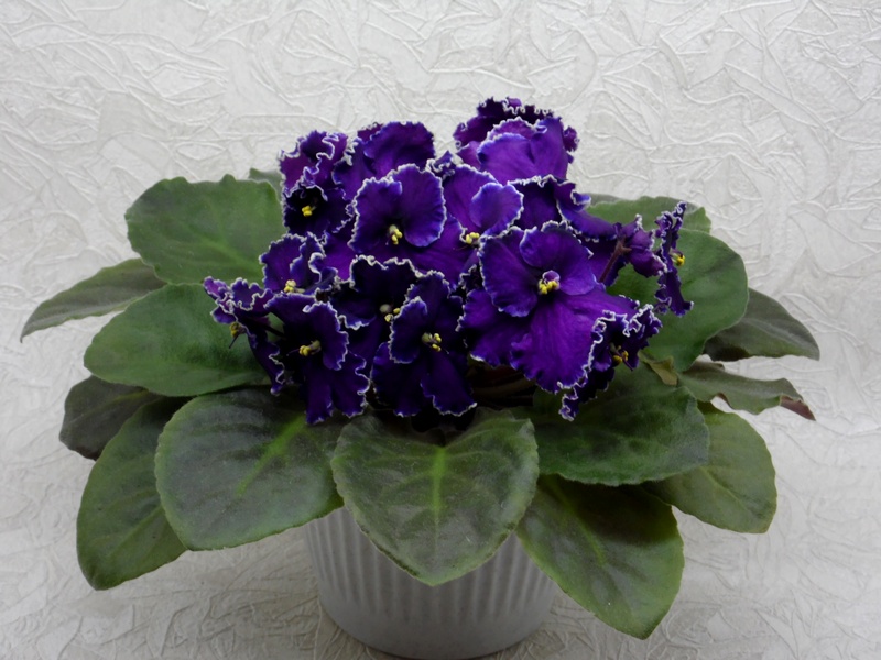 SAM_1265 Rodeo Roper (Munk).jpg