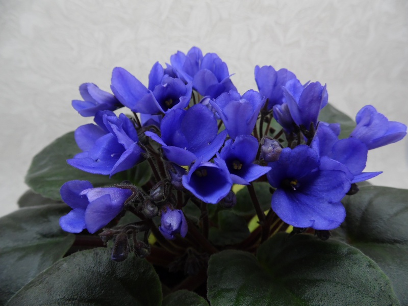 SAM_1226 Optimara Annabelle.jpg