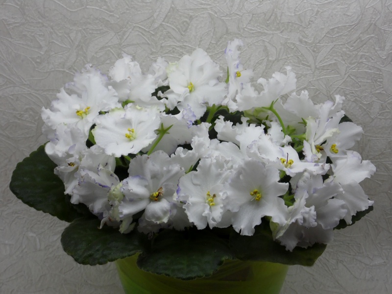 SAM_1259 Arctic Frost (S. Sorano).jpg