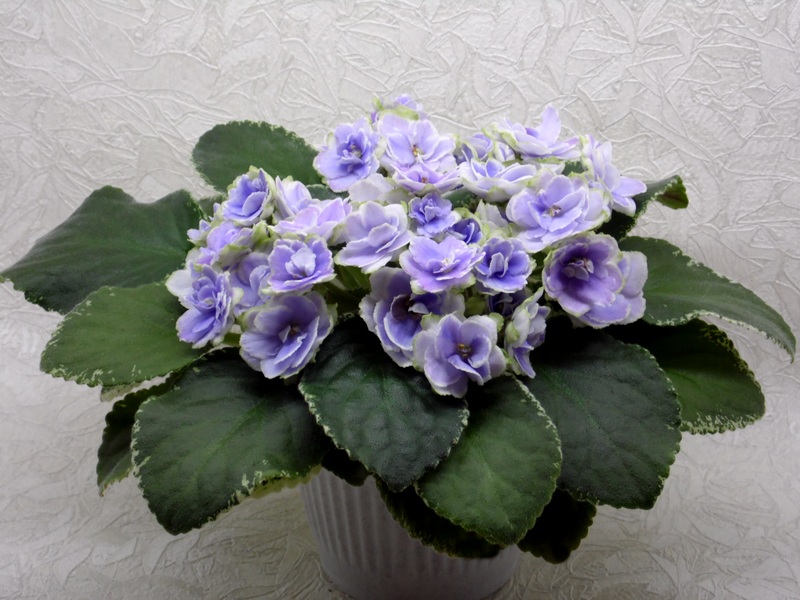 Buckeye Seductress (Pat Hancock).jpg