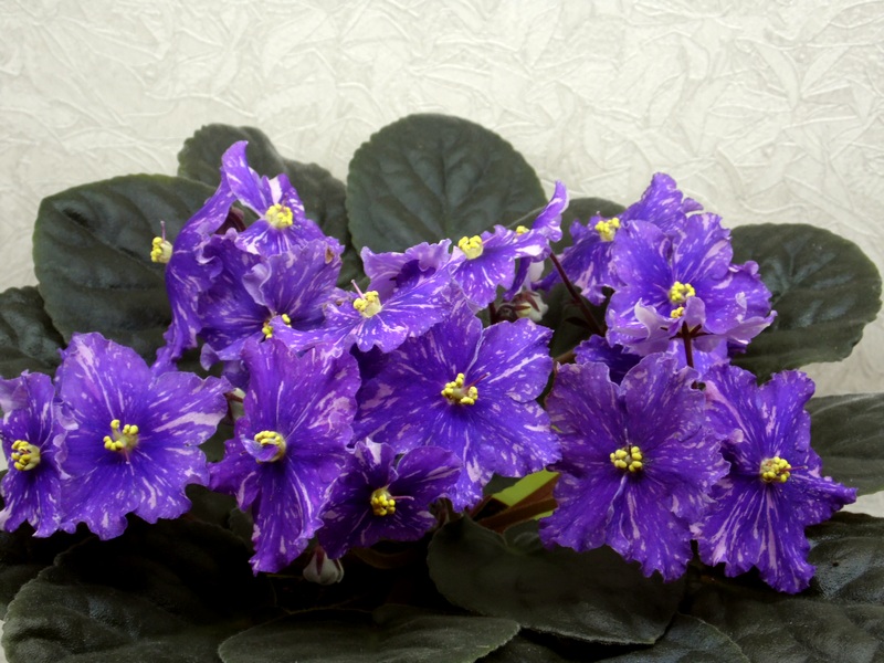 SAM_1289 Ан-Рио-Рита.jpg