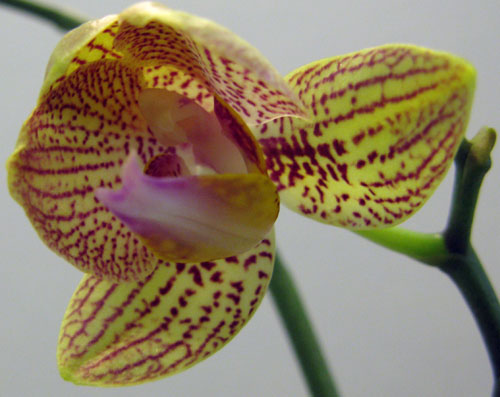 пестрый фаленопсис.jpg