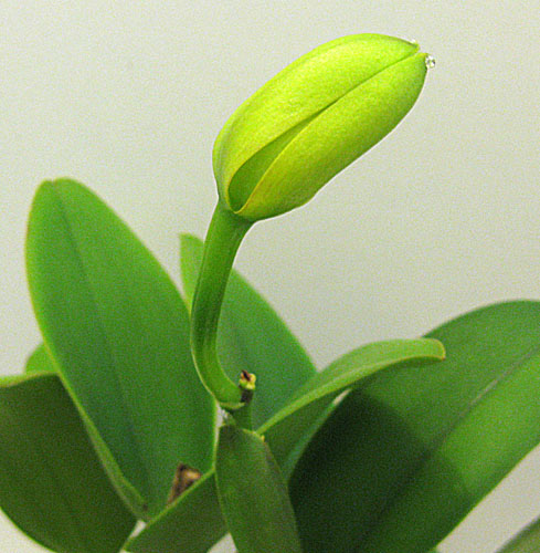 зреет бутон каттлеи.jpg