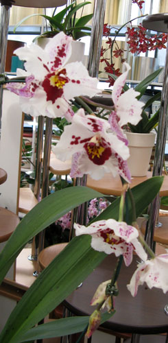 пёстрик на выставке.jpg