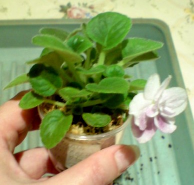 фиалки (3).JPG