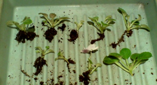 фиалки (4).JPG