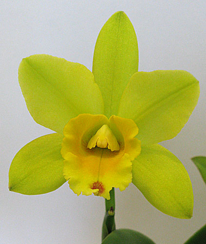 цветок каттлеи.jpg