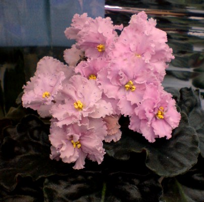 фиалки (8).JPG